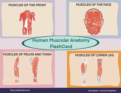 muscle smart card|muscles flashcards anatomy.